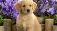 Yellow Labrador Puppy6128210937 200x110 - Yellow Labrador Puppy - yellow, Wake, Puppy, Labrador